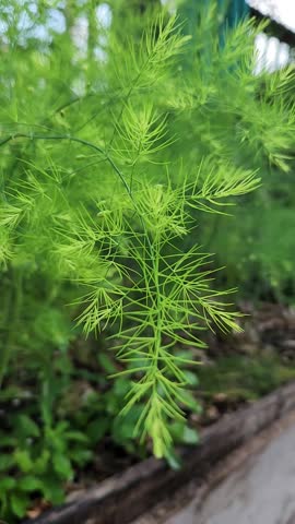 Asparagus Fern Berries and Flowers Close-Up in Natural Garden