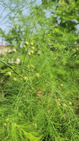 Asparagus Fern Berries and Flowers Close-Up in Natural Garden