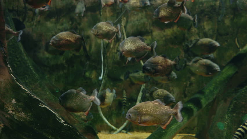 School of red-bellied piranhas swimming in murky green water with shimmering golden scales. High quality 4k footage