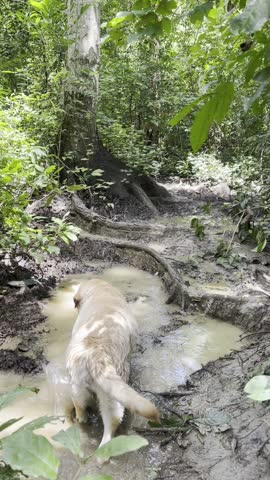 Playful Labrador dog splashing and cooling off in a muddy puddle along a jungle trail in Aguas Calientes, El Estor, Izabal. Fun outdoor moment in the lush tropical forest.