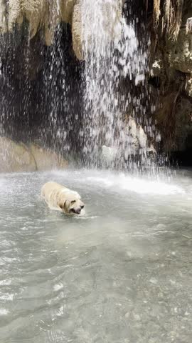 Labrador dog swims in the warm turquoise water beneath a waterfall in Aguas Calientes, El Estor, Izabal, Guatemala. Playful moment in a natural hot spring oasis.