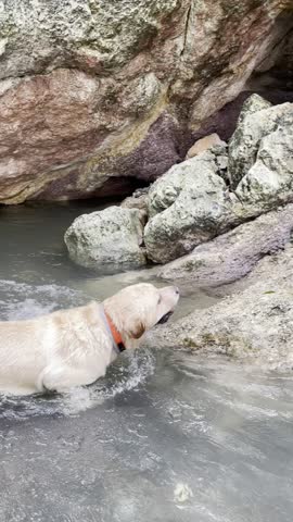 Wet Labrador dog cooling off and swimming in the warm turquoise river at Aguas Calientes, El Estor, Izabal. Pet enjoying nature, walking along the rocky shore and relaxing by the water.