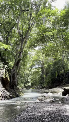 Peaceful tropical river flowing through dense green jungle in Aguas Calientes, El Estor, Izabal. Clear turquoise water, moss-covered rocks, and towering trees create a serene natural landscape.