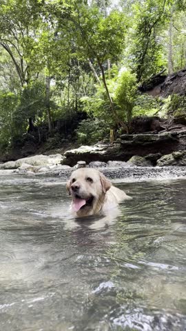 Happy Labrador dog relaxing and swimming in the warm natural waters of Aguas Calientes, El Estor, Izabal. Scenic view of the jungle waterfall and steam rising from the rocks.