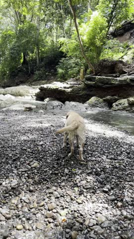 Wet Labrador dog cooling off and swimming in the warm turquoise river at Aguas Calientes, El Estor, Izabal. Pet enjoying nature, walking along the rocky shore and relaxing by the water.