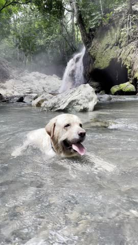 Happy Labrador dog relaxing and swimming in the warm natural waters of Aguas Calientes, El Estor, Izabal. Scenic view of the jungle waterfall and steam rising from the rocks.
