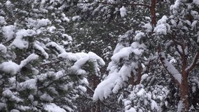 close up view heavy snowfall in beautiful winter forest with thick, fluffy snow blanketing branches evergreen pine trees, creating peaceful and serene winter wonderland scene. - Powered by Shutterstock - Get 15% off with code: PIKWIZARD15