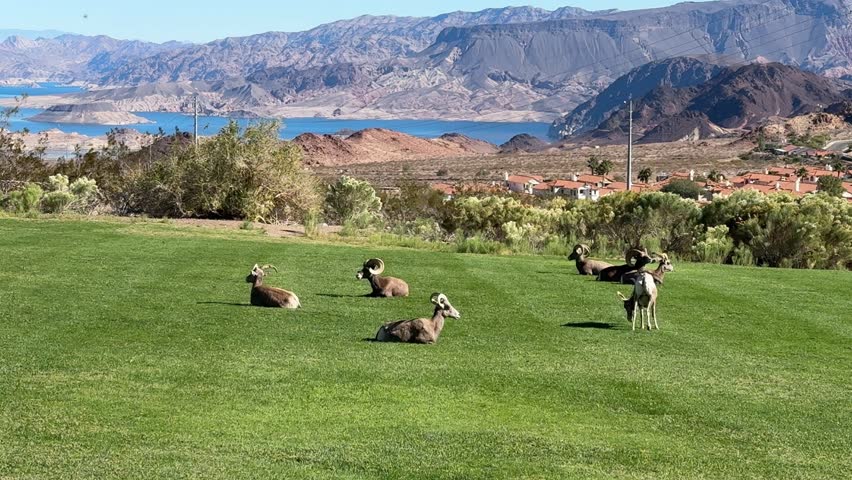 Desert bighorn sheep and goats grazing on a green meadow near Lake Mead in Boulder City, Nevada. 
Peaceful wildlife scene with animals walking and eating grass in natural desert landscape 