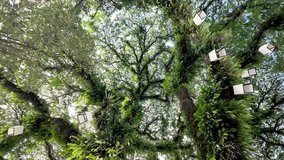 Vibrant lanterns hang among dense tropical trees, creating a peaceful Laos garden scene. - Powered by Shutterstock - Get 15% off with code: PIKWIZARD15