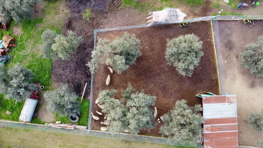 Aerial view of small sheep farm in countryside