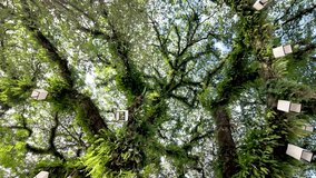 Looking up at white lanterns hanging from a large tropical tree covered in ferns - Powered by Shutterstock - Get 15% off with code: PIKWIZARD15