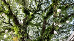 Vibrant lanterns hang among dense tropical trees, creating a peaceful Laos garden scene. rotating shot - Powered by Shutterstock - Get 15% off with code: PIKWIZARD15