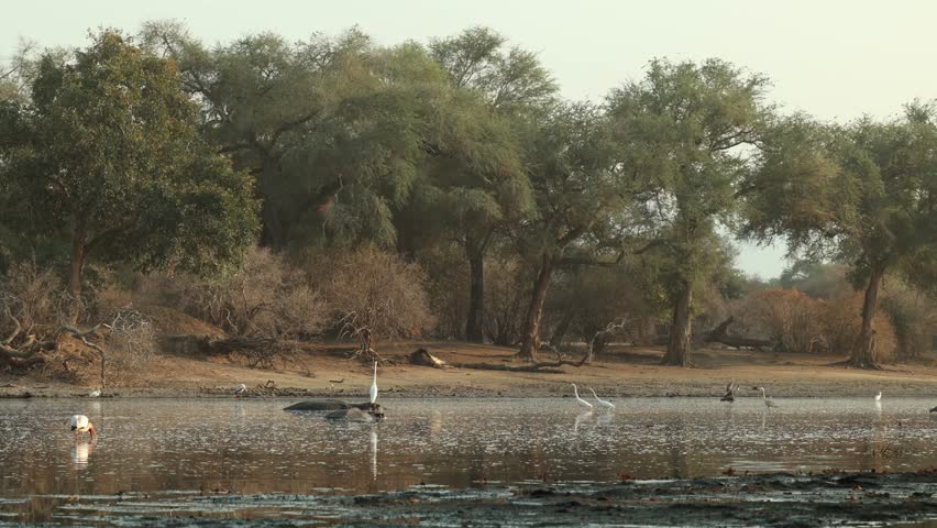 Extreme wide shot of a Western Great Egret standing on the back of a hippo while the mammal is in the water, Mana Pool, Zimbabwe.