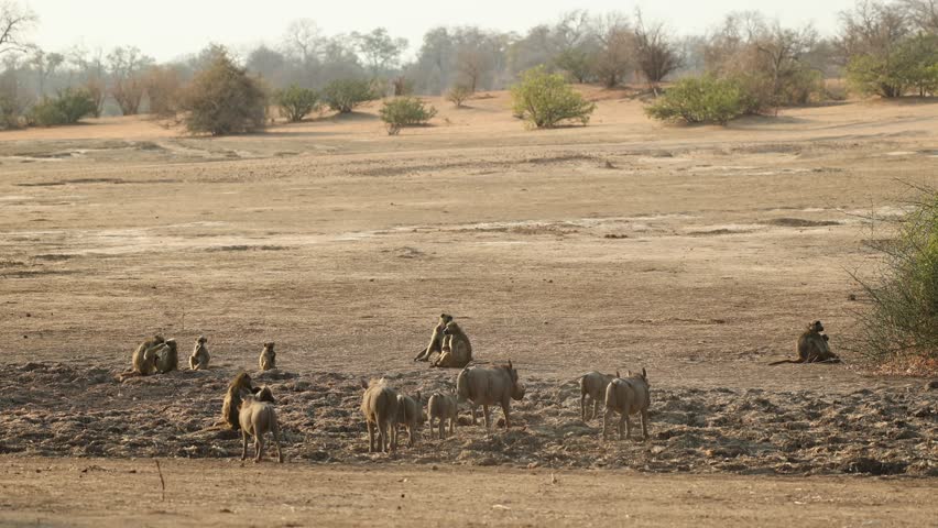 Wide shot of a group of warthogs walking past a troop of chacma baboons which are sitting in the arid landscape of Mana Pools, Zimbabwe,