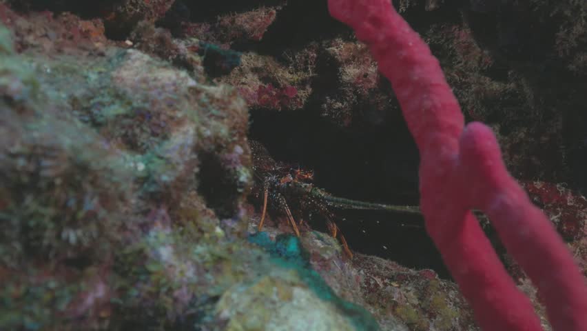 Spiny Lobster Hiding in Coral Reef Crevice in 4K 60 FPS