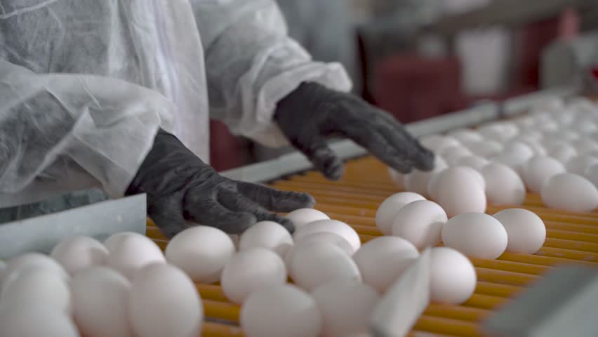 The worker sorts the eggs at the poultry farm