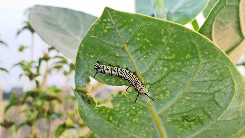 Macro shot of a striped caterpillar feeding on a green leaf in natural daylight, showing insect life, metamorphosis, and the beauty of small wildlife details.
