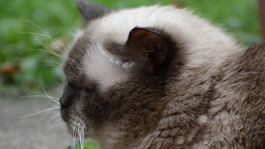 Close up of cat with blue eyes and detailed whiskers resting outdoors, showing calm yet focused expression and soft fur texture, capturing natural beauty and grace of domestic feline.