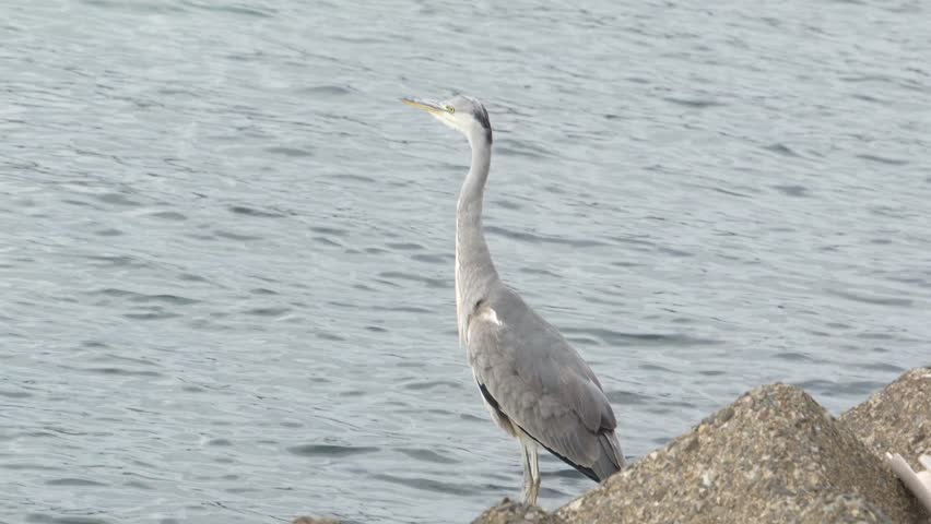 A Gray Heron standing patiently on dark concrete breakwater blocks at the water