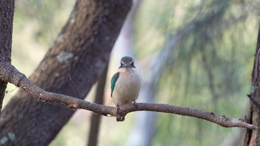 A wild White Collared Kingfisher perched on a branch, with a soft-focus background of trees and foliage, curiously looking around the surroundings, close up shot.
