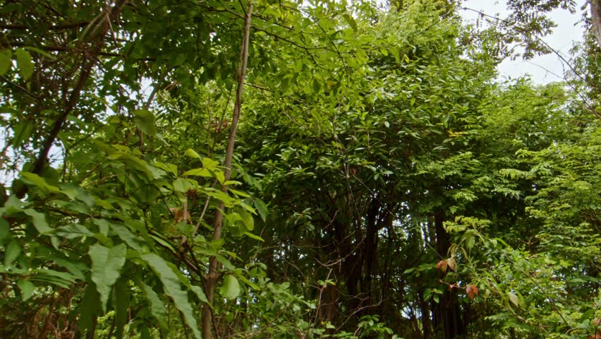 Slow handheld cinematic footage moving forward through dense rainforest vegetation in the Amazon region of Brazil, delivering immersive green foliage, ambient nature depth and tropical atmosphere