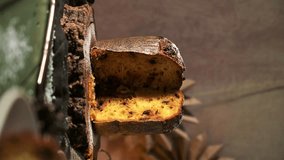 A dramatic vertical close-up shot of a panettone, partially sliced to reveal the golden, moist interior with visible dried fruit and chocolate chips. The bread sits on a rustic wooden slice, dusted wi - Powered by Shutterstock - Get 15% off with code: PIKWIZARD15