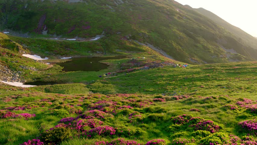 Aerial drone footage of a campsite in Rodnei mountains. The terrain features green grass, blooming pink rhododendrons, small lakes, and patches of persistent snow, all bathed in warm, hazy sunlight.