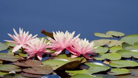Pink water lilies and green lily pads float on a reflective pond in natural daylight. - Powered by Shutterstock - Get 15% off with code: PIKWIZARD15