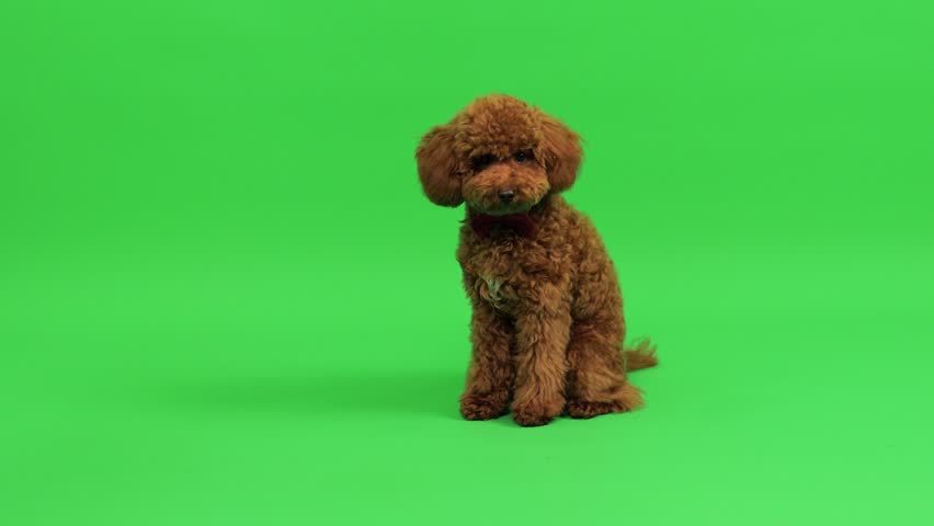 Charming poodle with cheerful expression on vibrant green backdrop