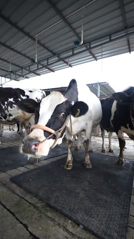 Cows eating food on a busy city street, showcasing the contrast between urban life and rural elements. A common scene in Indian cities where cattle feed on grass or leftovers near roadsides or marketp