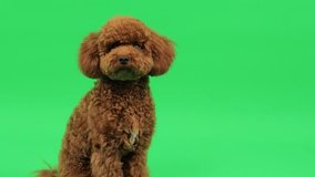 Bright green background highlights curious pet in close up shot - Powered by Shutterstock - Get 15% off with code: PIKWIZARD15
