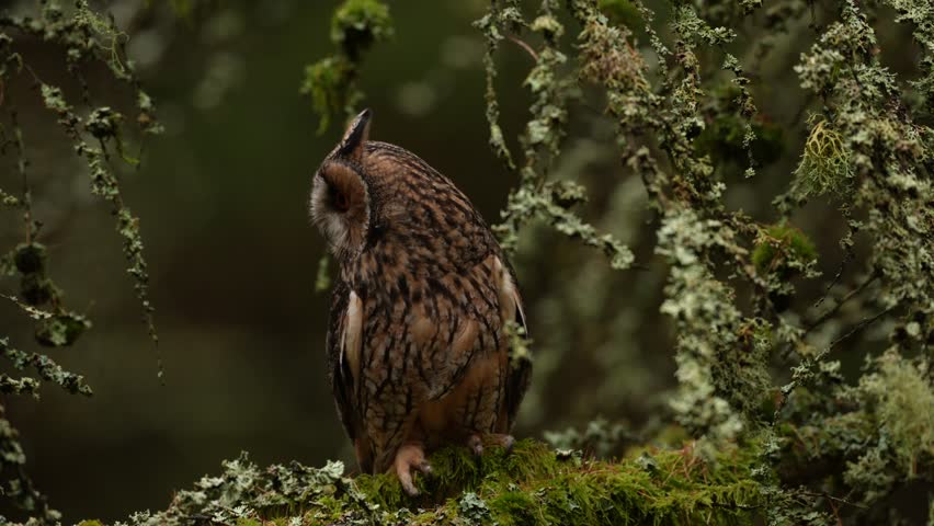 Autumn wildlife sunset. Long-eared Owl sitting on branch in fallen larch forest during autumn. Owl in the wood nature habitat. Bird sitting on the tree, long ears. Green lichen Hypogymnia physodes.