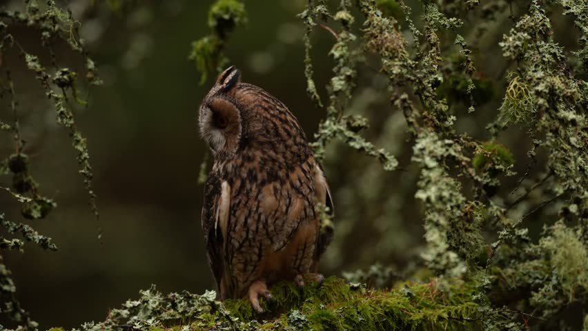 Autumn wildlife sunset. Long-eared Owl sitting on branch in fallen larch forest during autumn. Owl in the wood nature habitat. Bird sitting on the tree, long ears. Green lichen Hypogymnia physodes.