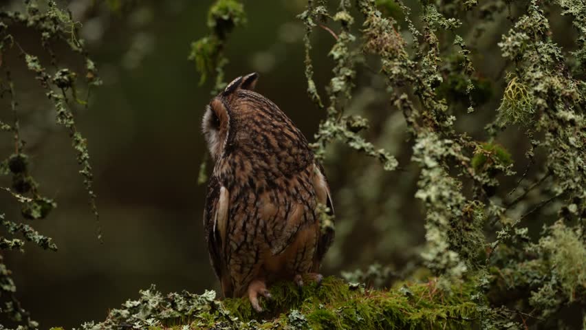 Autumn wildlife sunset. Long-eared Owl sitting on branch in fallen larch forest during autumn. Owl in the wood nature habitat. Bird sitting on the tree, long ears. Green lichen Hypogymnia physodes.