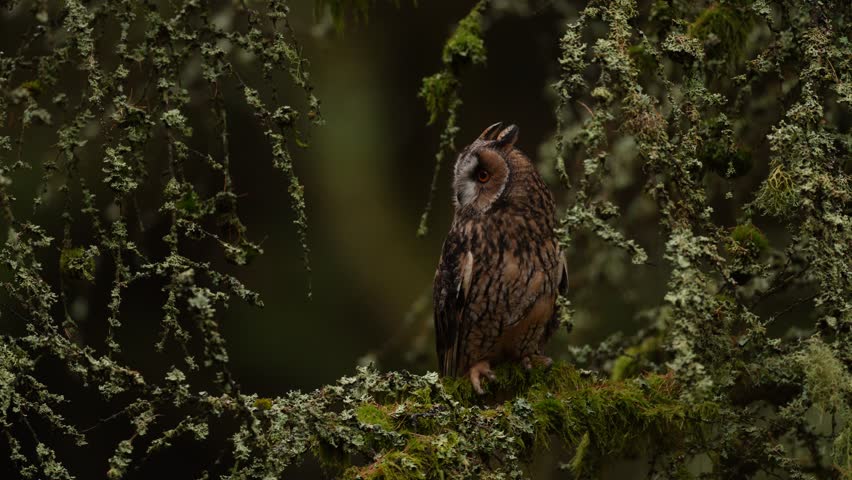 Autumn wildlife sunset. Long-eared Owl sitting on branch in fallen larch forest during autumn. Owl in the wood nature habitat. Bird sitting on the tree, long ears. Green lichen Hypogymnia physodes.