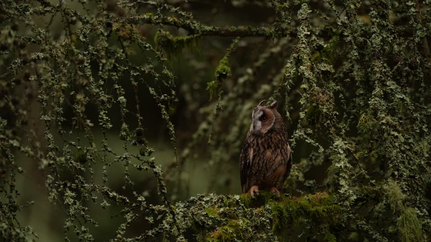 Autumn wildlife sunset. Long-eared Owl sitting on branch in fallen larch forest during autumn. Owl in the wood nature habitat. Bird sitting on the tree, long ears. Green lichen Hypogymnia physodes.