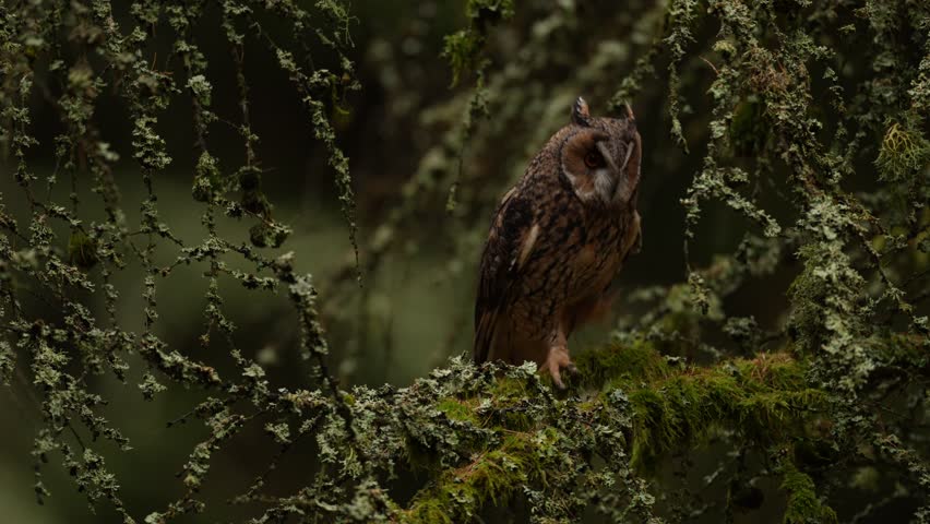 Autumn wildlife sunset. Long-eared Owl sitting on branch in fallen larch forest during autumn. Owl in the wood nature habitat. Bird sitting on the tree, long ears. Green lichen Hypogymnia physodes.