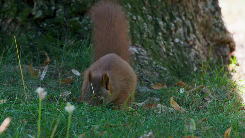 Red squirrel searches forest floor for food, pauses alertly, natural daylight, static camera, close-up