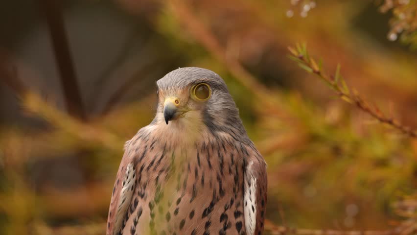 Orange larch tree with kestrel. Kestrel sitting on the tree branch with fungi. Falco tinnunculus, little bird of prey in the nature habitat, Czech Republic. wildlife nature.