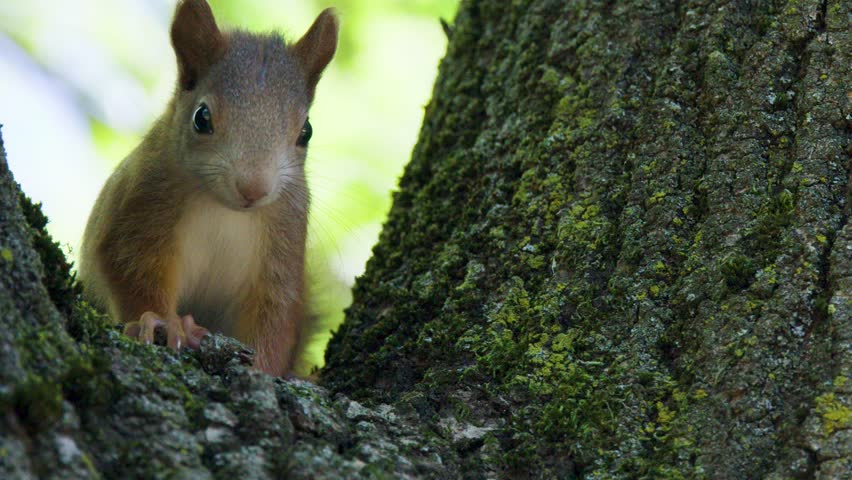 Red squirrel sits alert on mossy tree trunk, natural daylight, soft focus, subtle camera movement