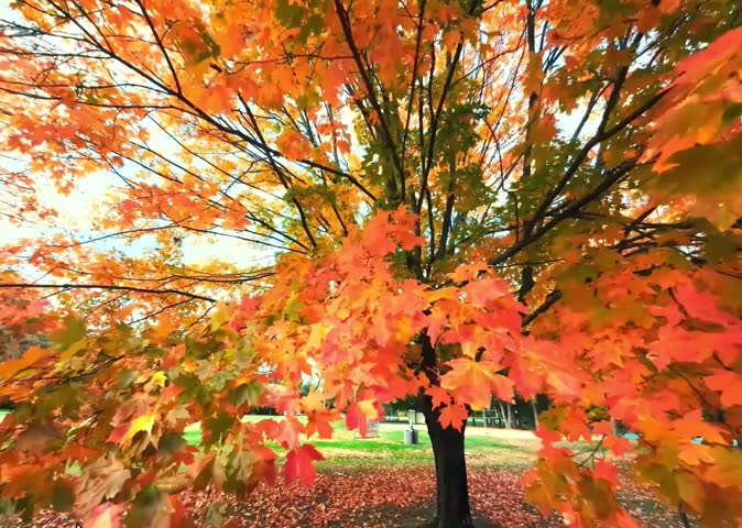 A tree with vibrant orange and red autumn leaves against a soft, sunny sky in a peaceful park.