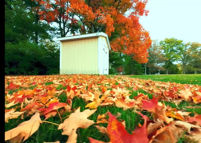 A small shed surrounded by vibrant autumn leaves under colorful fall trees on a sunny day.