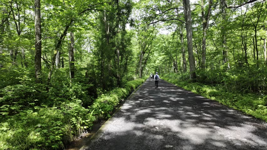 Bright sunlight filters through dense woods, and a long, straight road stretches into the distance.