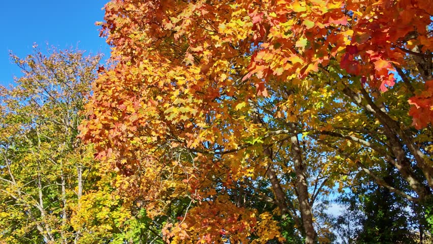 Colorful autumn tree with red and orange leaves under clear blue sky, tilt up