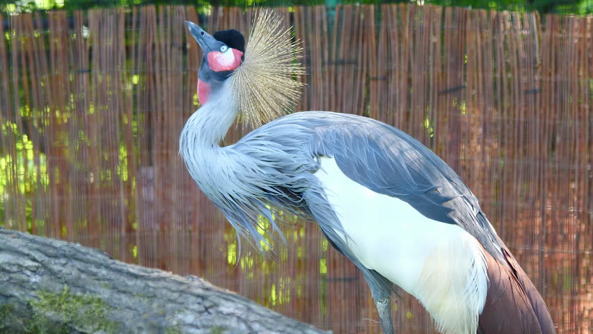 Grey crowned crane. Balearica regulorum regulorum