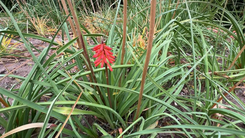 Vibrant red-orange Kniphofia uvaria (Red Hot Poker) blooming in a garden. The tall torch-shaped flowers and long green leaves stand out in natural light, symbolizing warmth and exotic beauty.