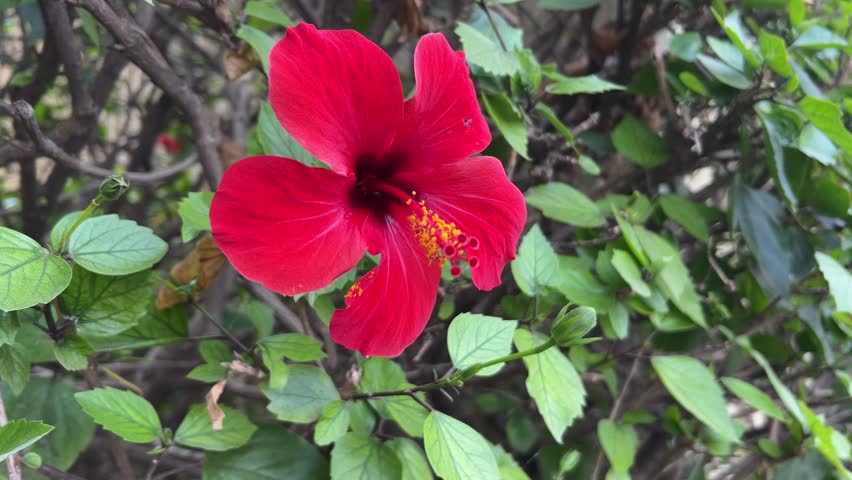 Single Red Hibiscus flower swaying in the breeze on hedges of green leaves 