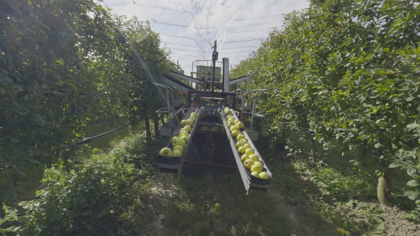 Automated apple harvesting equipment collecting fruits from orchard rows under a protective canopy net