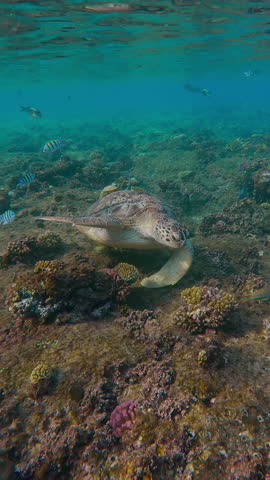 Vertical footage, Sea turtle eating small brown algae on top of coral reef slab in morning sun light, tropical fishes swims around Green Sea Turtle, Chelonia mydas Front view, Slow motion