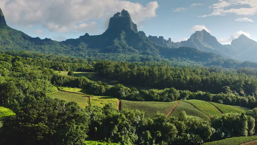 Lush green mountains and dense tropical forest blending with terraced pineapple or fruit farm fields under a blue sky with scattered clouds, showcasing agricultural beauty on Moorea